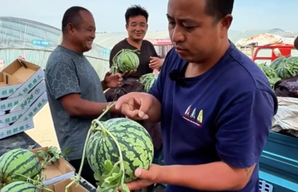 东方配资 男子每天拍拍西瓜月入3万元！只需3秒就能辨别出西瓜有多甜